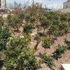 خاک نباتی سبک و غنی شده مخصوص بام سبز،فلاورباکس
