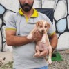 توله پیتبول اصیل