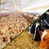 فروش خوراک دام و طیور (تا 3000 ارزانتر)،انواع خوراک پلت،انوا