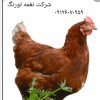 فروش مرغ رسمی گلپایگانی دم تخم - طیور  فروش مرغ رسمی گلپایگا
