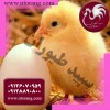 قیمت فروش جوجه مرغ گوشتی ، جوجه گوشتی راس و پلاس -