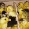 فروش اردک یکروزه و15روزه ورامین فروش جوجه رنگی