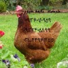 قیمت نیمچه سه ماهه - نغمه طیور
