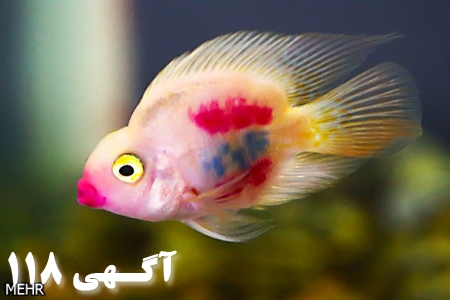 کارگاه تکثیر و پرورش ماهی زینتی