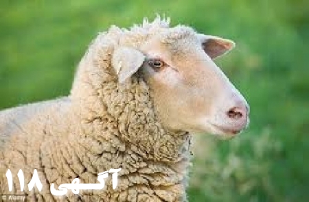 کارگاه آموزشی پرواربندی گوسفند