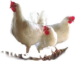 دوره آموزشی پرورش مرغ گوشتی