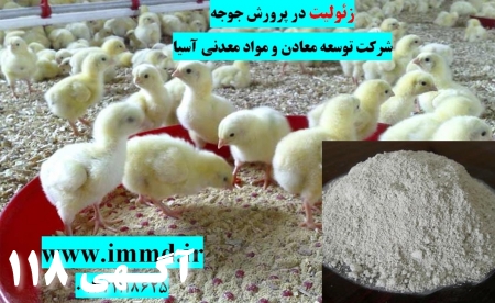فروش زئولیت در خوراک و بستر طیور