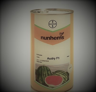 فروش بذر هندوانه اودی باسف آلمان