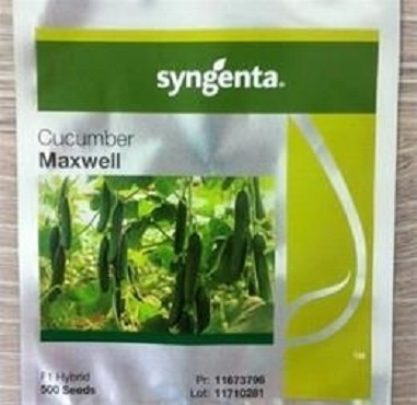 بذر خیار گلخانه ای ماکسول(*سینجنتا)*