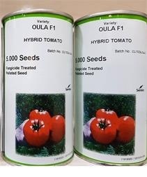 فروش بذر گوجه فرنگی اولا