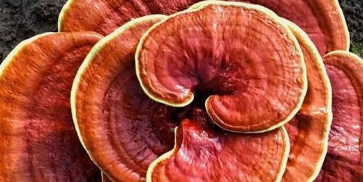 قارچ گانودرما | خرید گانودرما | قیمت قارچ گانودرما | نمایندگ