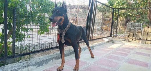 فروش توله دوبرمن اصیل