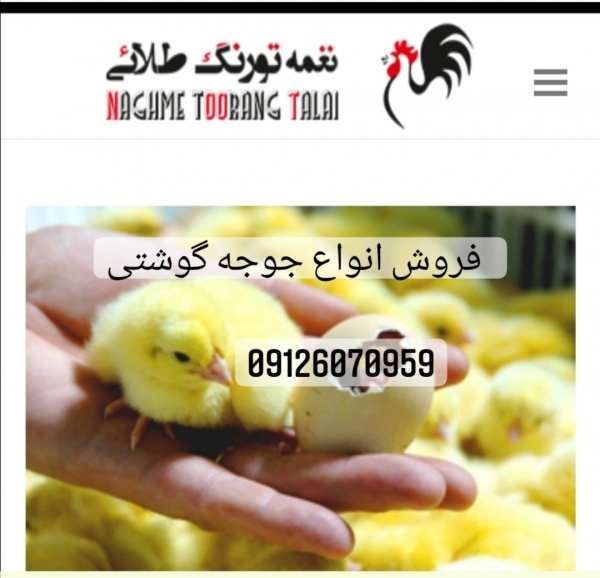 فروش جوجه یکروزه گوشتی نژاد راس