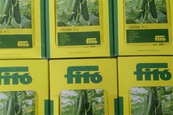 بذر خیار گلخانه ای  کادیرا