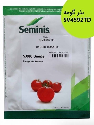 فروش بذر گوجه SV4592TD سمینیس ، بذر گوجه درجه 1