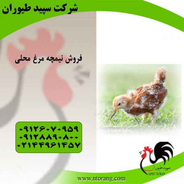 فروش ویژه نیمچه بومی، قیمت نیمچه 4 ماهه - طیور