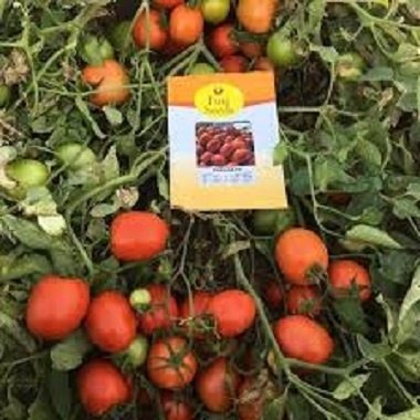 عرضه و فروش بذر گوجه فرنگی بارانا