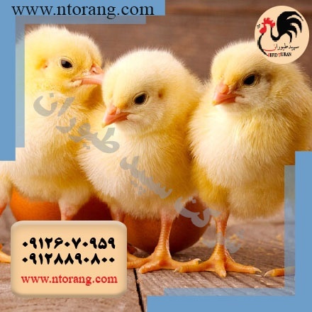 فروش جوجه مرغ گوشتی راس - فروش جوجه گوشتی کاب طیور - طیور