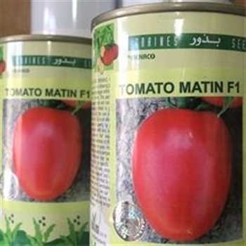 فروش بذر گوجه متین