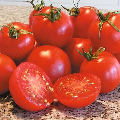 عرضه و فروش بذر گوجه فرنگی بارانا