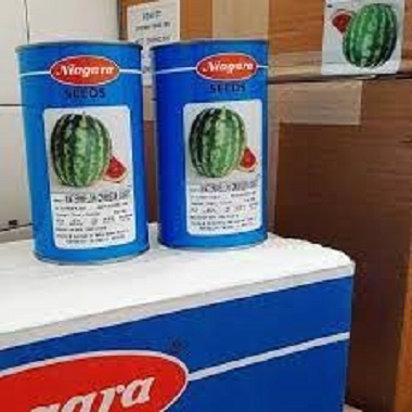 فروش بذر هندوانه نیاگارا