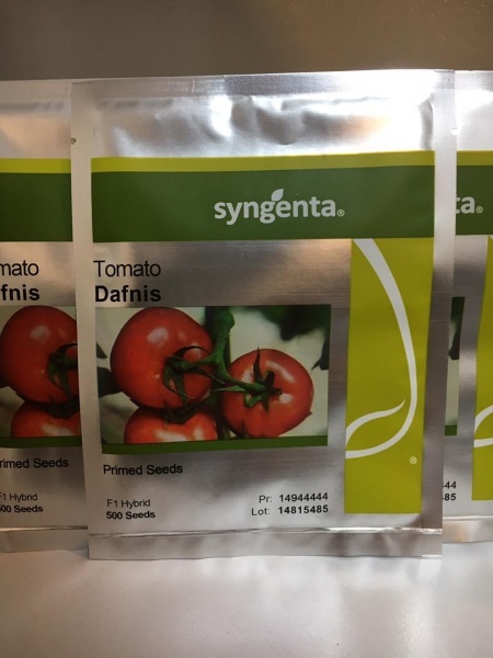 فروش بذر گوجه دافنیس سینجینتا