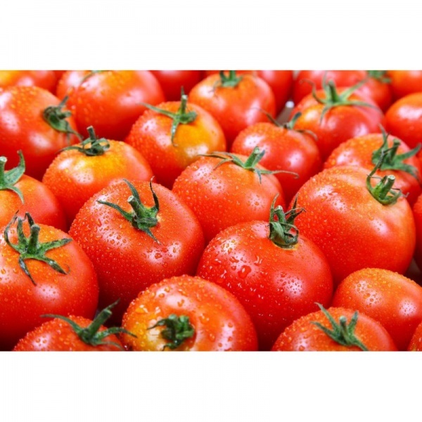 فروش بذر گوجه کلوز( CLAUSE )clx38122