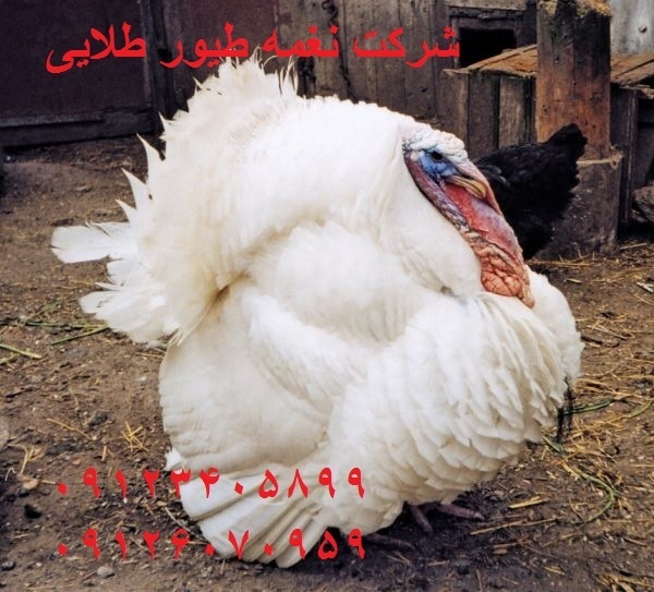فروش بوقلمون با کیفیت - طیور