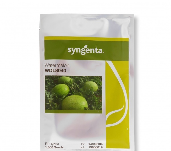توزیع و فروش بذر هندوانه سینجنتا 8040