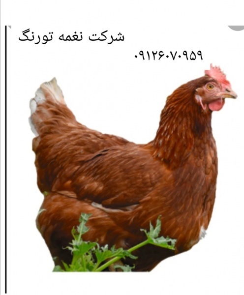 فروش مرغ رسمی گلپایگانی دم تخم - طیور  فروش مرغ رسمی گلپایگا