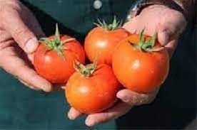 فروش بذر گوجه فرنگی تارا درجه 1