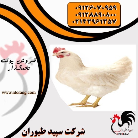 قیمت مرغ تخم گذار صنعتی ، فروش مرغ تخم گذار - طیور - طیور