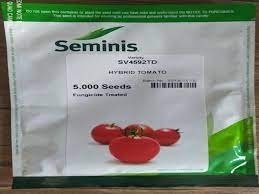 بذر گوجه فرنگی sv 4592