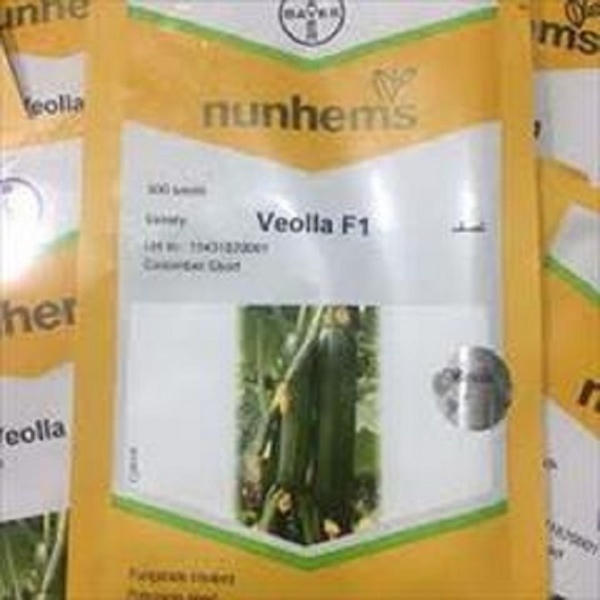 بذر خیار گلخانه ای ویولا نانهمز هلند -فروش و ارسال